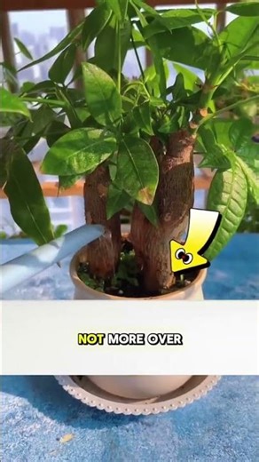 How to grow healthy Money tree