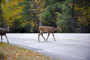 Car Deer Accidents Hit a Peak During the Pandemic, and November is Annually the Riskiest Month