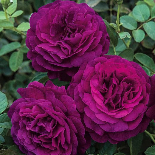 Twilight Zone Grandiflora Rose