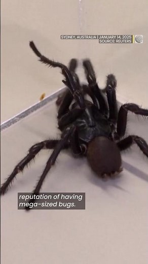 A new species of the Sydney funnel-web spider has been discovered, and it's a big one | #shorts
