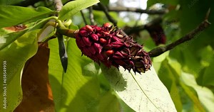 Magnolia branches close-up with green and yellow leaves and with ripe fruits that just beginning to open, several seeds are visible.