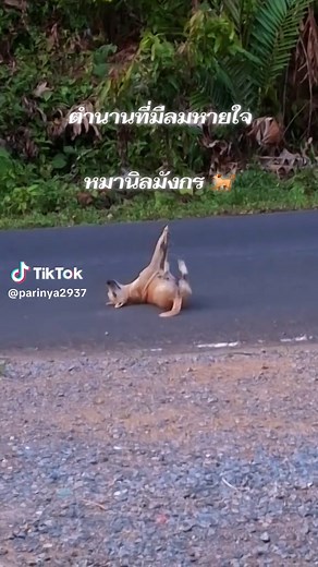 หมานิลมังกร #หมาตลก #คลิปตลกฮาๆ #ม้านิลมังกร #คลิปหมา