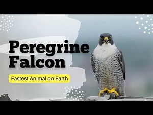 Peregrine Falcon 🦅 | World's Fastest Speed Bird