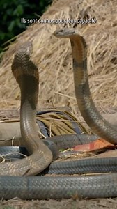 Comment survivre à une attaque de cobra royal