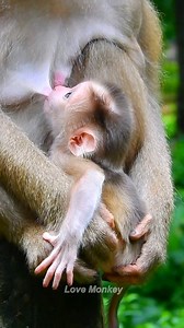 10K views · 660 reactions | Cute newborn monkey and mom care well | Love Monkey | Facebook