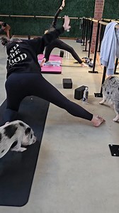 108K views · 2K reactions | Proof that Pigs Can Fly... or at least they can stretch!  Introducing your new favorite wellness routine: Pig Yoga. So much adorable, so much zen. ✨ The Network Yoga ​Double tap if this made you smile! ❤️ ​#Pigs #YogaLife #Adorabull #PigletPower #Zen | Gilbert the party pig | Facebook