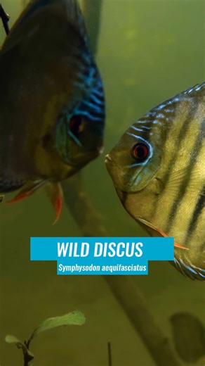 Fishipedia on Instagram: "Wild discus in the Amazon. Across the lowland Amazon, the seasonal flood pulse can raise water levels by ~10 metres, turning forests into underwater habitat for months. In that maze of stems and branches, the discus’ round, compressed body slips through tight cover, and the vertical bars help break up its outline for camouflage. Seasonality shapes everything: in low water, they can gather in dense groups around submerged wood in lakes and the main rivers; in high water,