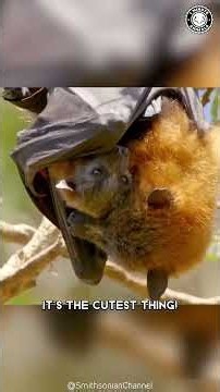 ¡El zorro volador, el murciélago con cara de cachorro!