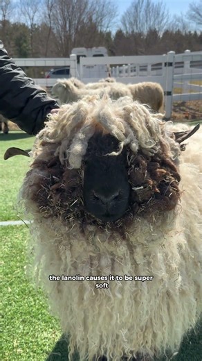 Alpaca fleece vs sheep wool