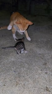 Daddy making her kittens strong #cat #kutten #catdad #catvskitten #fblifestyle | Andaman Baby