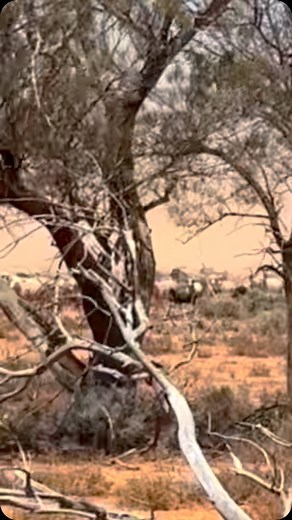 Much has been written over the last few days regarding the goat exclusion fence now around Quondong Station. This video taken on Quondong last February shows the extent of the goat problem in out back Australia. They are destroying our land. Goats breed excessively having 1.7 kids, 1.7 times per year. 50% of the drop are billies, who eat 2.6 times as much as a dry Merino ewe. This last year we removed 10,000 goats off Quondong. We muster goats 4 x per year. The goat price is currently low and by