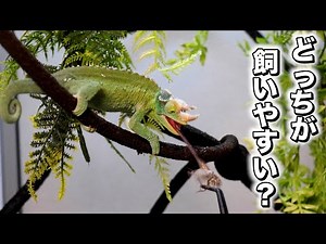 Differences between Chameleon CB and Wild