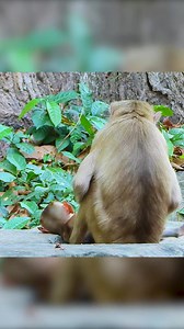 Pity little abandoned monkey need foster parents. Part 13 | Monkey Magic