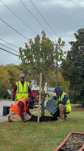Did you know fall is one of the best times to plant trees? Last week we planted over 125 trees and we can’t wait to see them thrive come spring 朗 Request a free quote today! ⭐️⭐️⭐️⭐️⭐️ | Y&L Landscaping & Tree Service | Facebook
