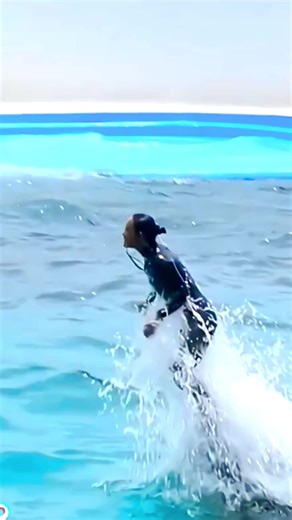 Dolphin Show on TikTok