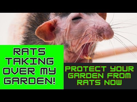 Rats In Your Garden? How To Get Rid Of Garden Rats!