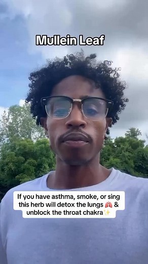 5.6K views · 15K reactions | Clear your lungs with this tea blend: - Mullein: breaks down mucus & flushes out impurities - Elderberry: supports immunity - Fresh ginger: aids digestion & inflammation Perfect for smokers & asthma sufferers! Comment “mullein” for a direct link or find it in our bio . Follow @meelah_moss for more #lungs #smoker #health | Meelah Moss | Facebook