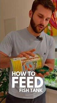This is how I feed my Community Fish Tanks