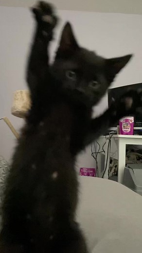 Adorable Black Kitten Playing Compilation