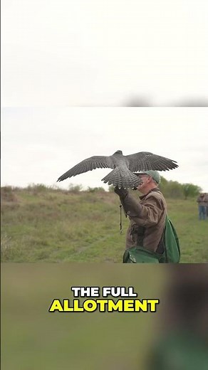 Hunting with a Falcon vs Hunting with a Gun