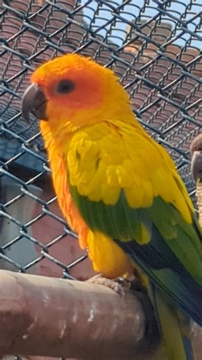 Parrort #viral #trend