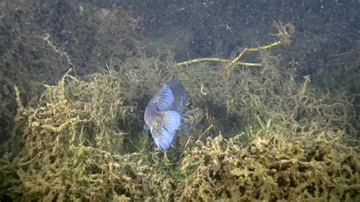 Warmouth sunfish nest #warmouthsunfish #sunfish #freshwater #underwater #fish