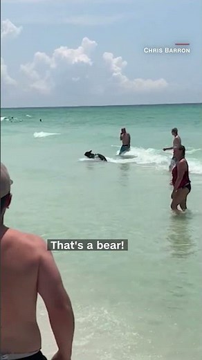 Bear emerges from ocean