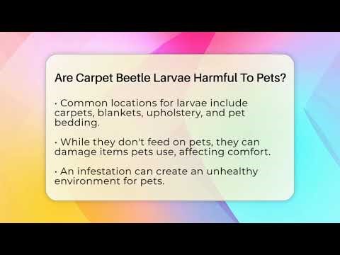 Are Carpet Beetle Larvae Harmful To Pets? - Insects and Invaders