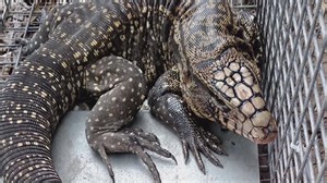 Invasive Tegu Lizard banned in South Carolina