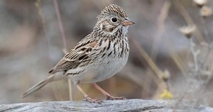 Vesper Sparrow Sounds, All About Birds, Cornell Lab of Ornithology