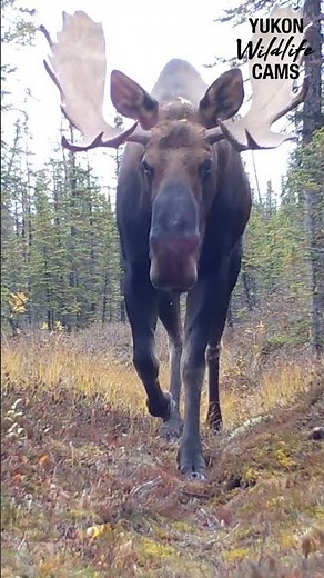 Yukon wildlife: Wolf, moose, wolverine, lynx