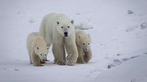 Churchill polar bear adopts 2nd cub in wild