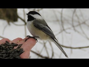 Black-capped Chickadees hand feeding