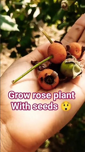 how to grow rose 🌹 🌱with seeds🤔#care #tips #plants #trending