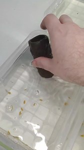 4.6K views · 86 reactions | What a great catch today  Anc SW LF - 40 pcs L134 - 18 pcs L134 - 27 pcs L46 - 6 pcs L236 - 12 pcs | Pleco Ceramics | Facebook