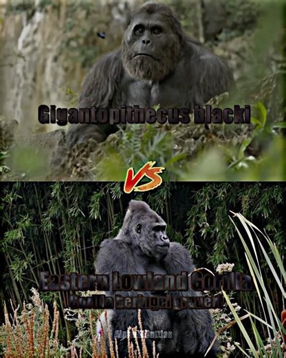 Gigantopithecus vs Gorilla #wis #gorilla #gigantopithecus #wildlife #prehistoric