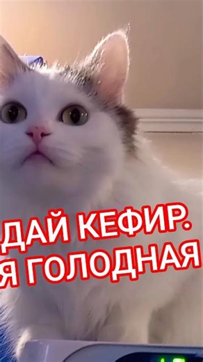 Дай кефир. Белка ничего не кушает, пока не дашь кефир#shorts #catlovers #юмор#cat
