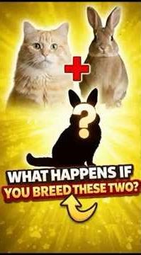 Cat + Rabbit = ??? 🐱🐰This shouldn’t exist… but what if it did? 👀Comment the next combo! ⬇️⬇️