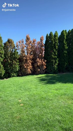 Troubleshooting Arborvitae Tree Issues - Expert Tips and Advice