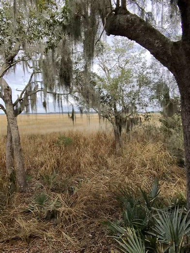 Okay Ridgeland, SC… you did that 😮‍💨🌾 This marsh-view Airbnb was PEACEFUL peaceful—clean, cozy, and quiet enough to hear my nervous system unclench. 10/10 would escape reality here again. 🏡✨ Link to the Airbnb will be in the comments ⬇️ Stay feral, love ya.
