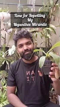 Lets Repot My Nepenthes Miranda | How To Repot Pitcher Plants #carnivorousplants #nepenthes #garden