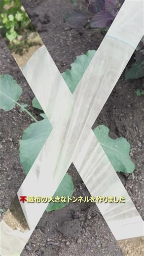 ネットに葉が当たっているブロッコリーへの対策 #家庭菜園#ブロッコリー栽培