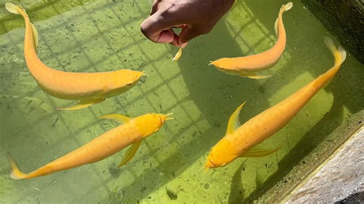 Feeding Golden Arowanas at a Local Fish Farm