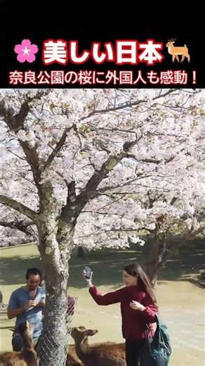 日本は美しいわ！🌸桜が満開の奈良公園！🦌シカちゃんも楽しそう！😊桜が満開の奈良公園で鹿と遊ぶ外国人観光客 #鹿 #桜 #外国人の反応 #外国人観光客 #奈良 #shorts