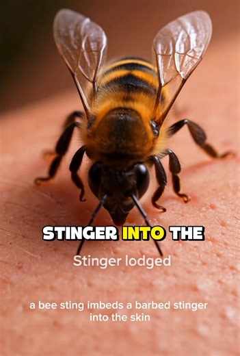 What Happens Inside Your Body After a Bee Sting 🐝