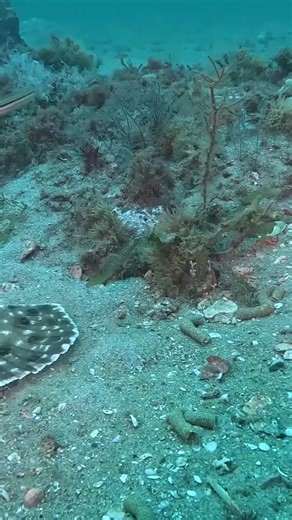 1K views · 21 reactions | Can you find the fish before it moves? This type of flatfish is called a flounder. At Gray's Reef, flounder are most commonly found laying on the ocean floor. They use sand and their own coloration to hide and wait for prey to swim by. Photo and video by Luis Ribero/Georgia Aquarium #noaa #creaturefeature #onms #graysreefnationalmarinesanctuary #science #ocean | NOAA Gray's Reef National Marine Sanctuary | Facebook