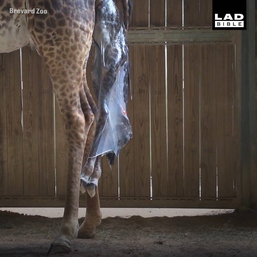 2M views · 34K reactions | Milenna the giraffe gave birth to a baby boy on Saturday. Here are the first moments of his life 漣 Brevard Zoo | LADbible | Facebook