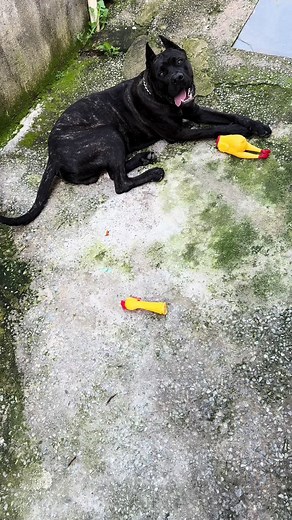 Bruce Cane Corso no TikTok