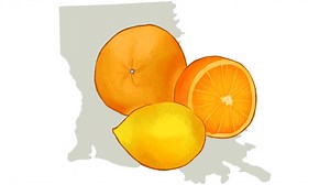 Why Louisiana is doing citrus right