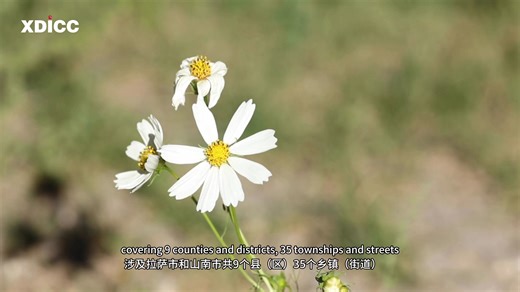 36 reactions · 21 comments | Lhasa North-South Mountain Greening Project, centered on Lhasa City, and took the Lhasa River as the main line, spanning nearly 200 kilometers, covering 9 counties and districts, 35 townships and streets of Lhasa and Shannan cities. It's a world-class problem to plant trees at an altitude of 3600 meters at plateau. | iXizang | Facebook